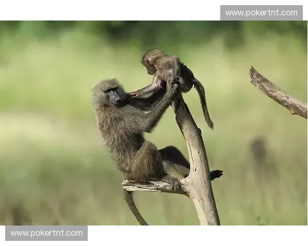 直播频道带你走进不为人知的世界 探索新奇事物与精彩瞬间